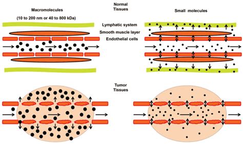 vascular permeability wikipedia